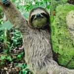 A full day at the Jaguar Rescue Center with Cahuita National Park - Who Should Take This Tour?