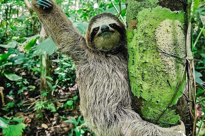 A full day at the Jaguar Rescue Center with Cahuita National Park - Who Should Take This Tour?