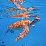 A Perfect-Day in Carlisle Bay - The Sum Up