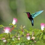 A Taste of Fond Doux Private Walking Tour - FAQ