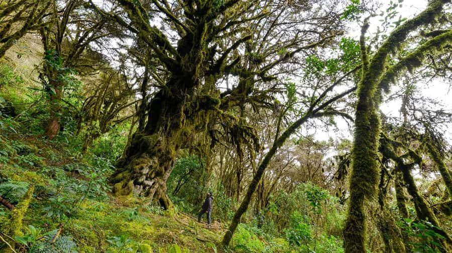 Abancay: Guided Trip to Ampay National Sanctuary and Lagoons - An In-Depth Look at the Tour Experience