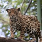 Admission Ticket to Las Pumas Rescue Center - The Sum Up