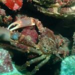 Advanced PADI Diving Course - The Experience: A Deep Dive into the Course in Cartagena