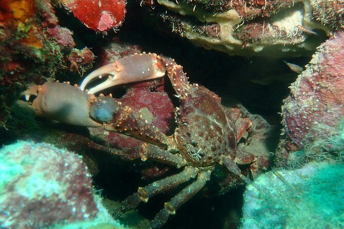 Advanced PADI Diving Course - The Experience: A Deep Dive into the Course in Cartagena