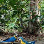 Adventure: 4-hour hike in the Amazon rainforest - Practical Tips for Your Amazon Rainforest Hike
