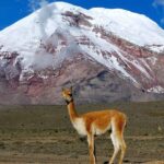 Adventure in Chimborazo: Hiking and Ascent from Quito - Authenticity and Practical Tips