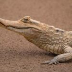 Adventure in Tambopata: Monkey Island and Caiman Search. - Frequently Asked Questions (FAQs)