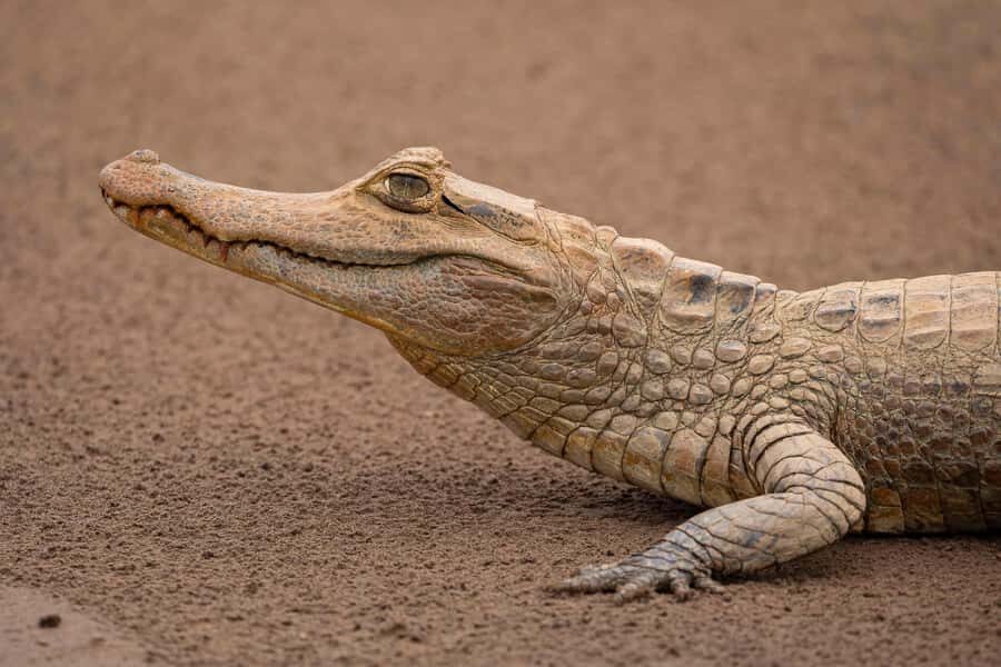 Adventure in Tambopata: Monkey Island and Caiman Search. - Frequently Asked Questions (FAQs)