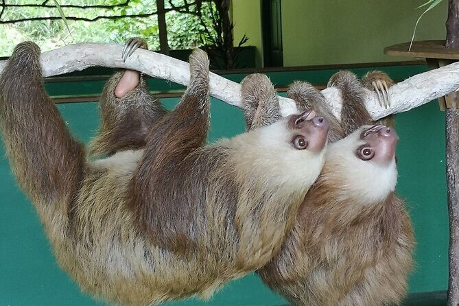 Aerial Tram & Sloth Sanctuary in the Rainforest - Who Should Consider This Tour?