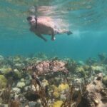 Afternoon Half Day Cruise from Providenciales with Snorkeling and Iguana Island - Practical Tips for Travelers