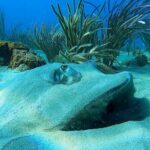 Aguadilla Tropical Snorkeling - Who Should Consider This Tour?