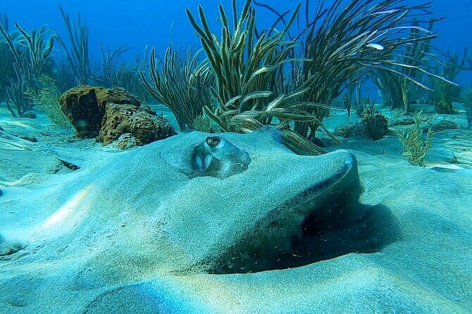 Aguadilla Tropical Snorkeling