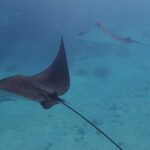 All-Inclusive Full-Day Hol Chan Snorkeling Tour - A Deep Dive into the Experience