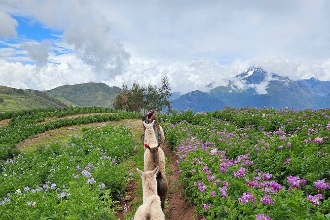 Alpaca Therapy Connects with Inca Energy in Sacred Valley - FAQ