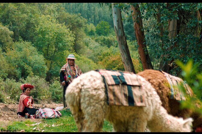 Alpaca Walk & Natural Dye Tour: A Memorable Full Day Experience - The Sum Up: A Truly Authentic Day in the Sacred Valley