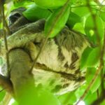 Alter do Chão FLONA Jamaraquá Tour - Frequently Asked Questions