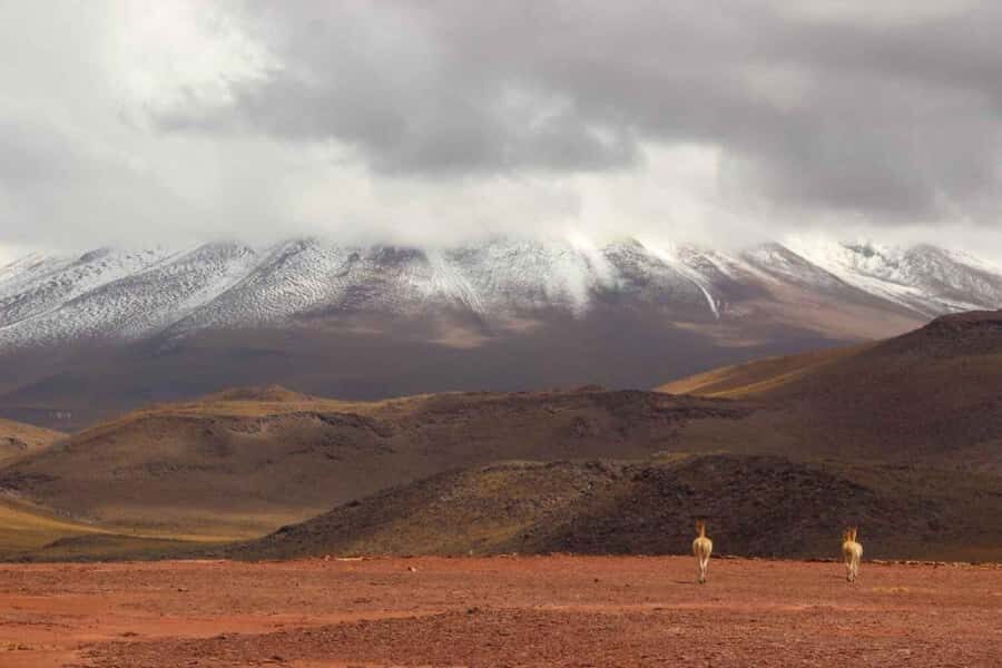 Altiplano: Explore the Spectacular Landscapes of Chile - An In-Depth Look at the Altiplano Tour