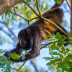 Altun Ha, Monkey Sanctuary and Rum Factory Tour from Belize City - Practical Considerations for Your Trip