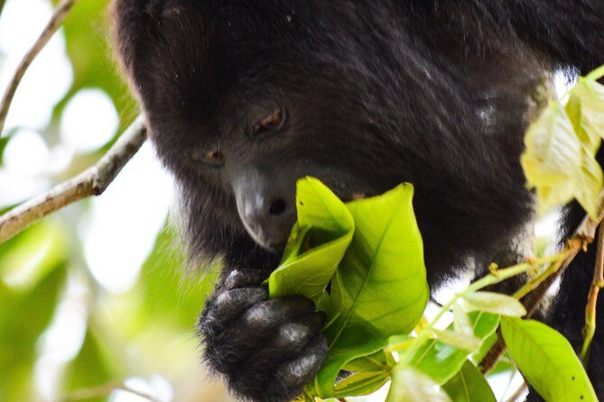 Altun Ha Temple & Howler Monkey Sanctuary - Final Thoughts