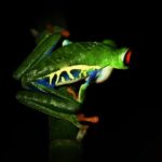 Amazing Red-Eyed Frog Night Walk La Fortuna - Final Thoughts: Is This Night Walk for You?