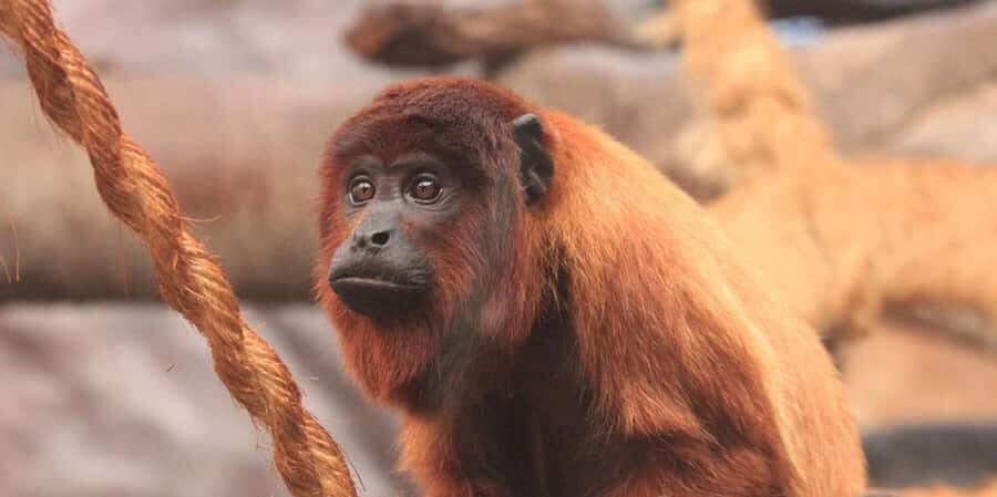 Amazon 2 days 1 night - Frequently Asked Questions