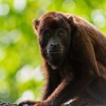 Amazon Shelter And Local Farm - Why This Experience Offers Value