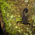 Amazon Survival Tour 4D/3N - Practical Considerations and Value