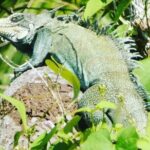 Amazon wildlife explorations 3 days 2 night - A Deep Dive into the Amazon Wildlife Explorations Tour