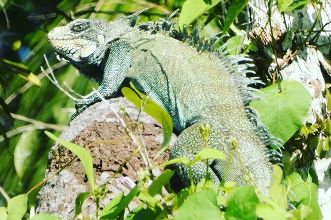 Amazon wildlife explorations 3 days 2 night - A Deep Dive into the Amazon Wildlife Explorations Tour