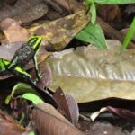 Amazonas Extreme - Exploring the Itinerary: What You Can Expect