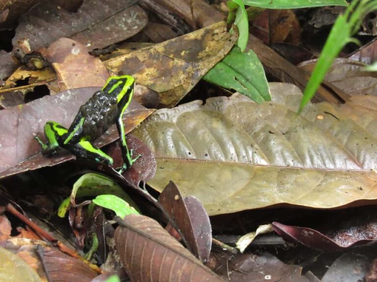 Amazonas Extreme - Exploring the Itinerary: What You Can Expect