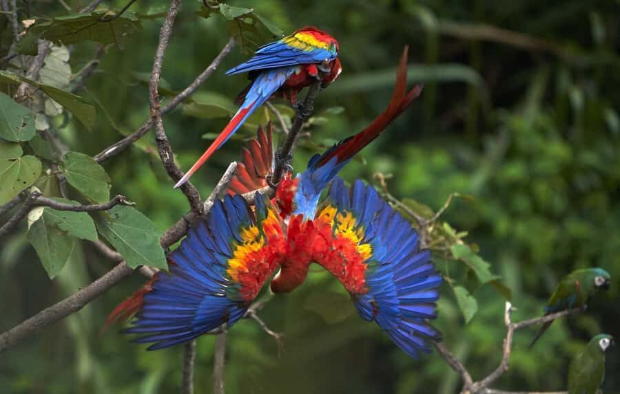 Amazonas Manu Cultural Zone 4 Days / 3 Nights - Final Thoughts