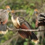 Amazonas Manu Zona Cultural 4 Días / 3 Noches - Final Thoughts: Is This Tour Worth It?