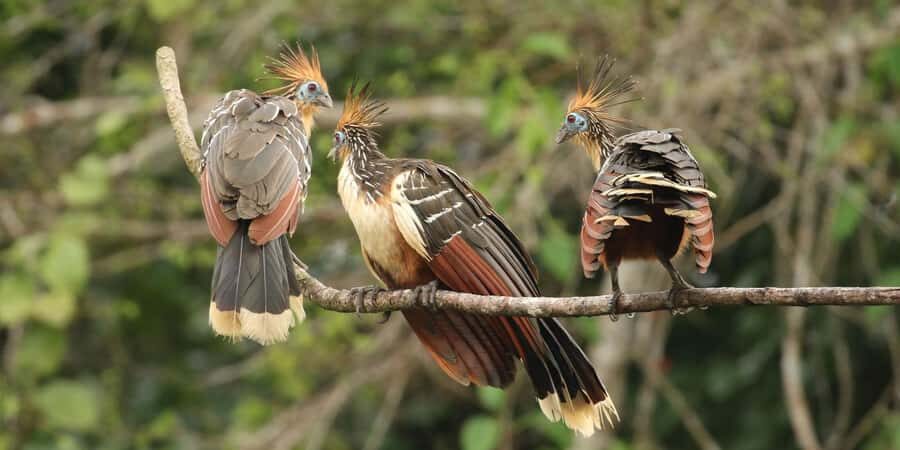 Amazonas Manu Zona Cultural 4 Días / 3 Noches - Final Thoughts: Is This Tour Worth It?