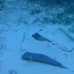 Anguilla Based: 1-Tank Group Night Dive (certification Required) - FAQs