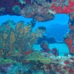 Anguilla Based: 2-Tank Group Dive Experience for Certified Divers - An In-Depth Look at the Anguilla Guided 2-Tank Dive Experience
