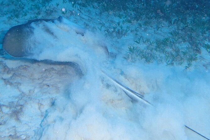 Anguilla Based: PADI Discover Scuba (Introductory Dive) - Why Value Matters in This Tour