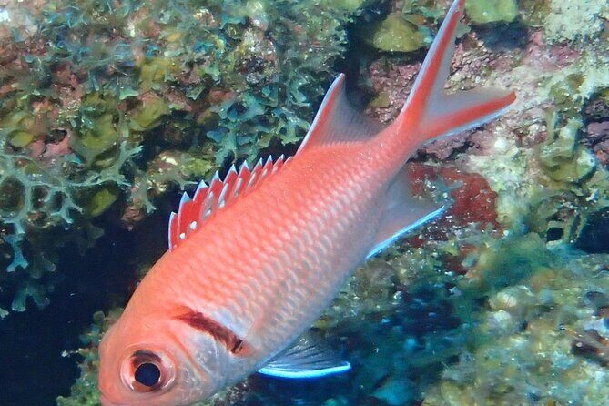 Anguilla Based:Complete your PADI Open Water Dives 1 & 2 with us - FAQs