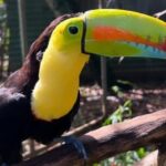 Animal Rescue center around San Jose - Experience tour - Who Should Consider This Tour?