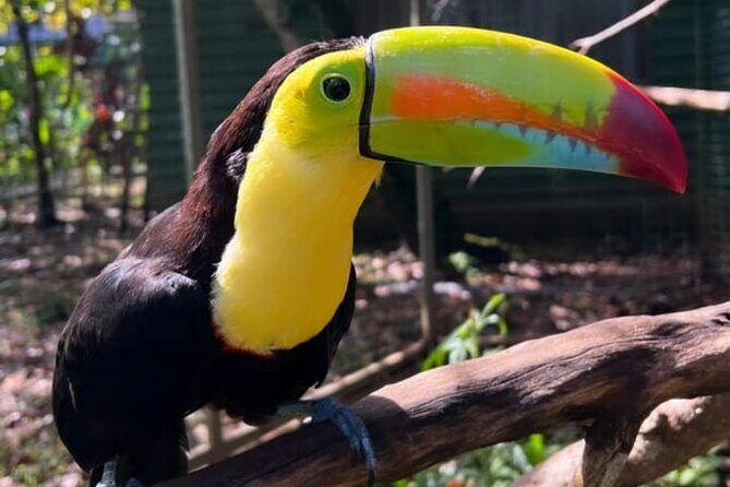 Animal Rescue center around San Jose - Experience tour - Who Should Consider This Tour?