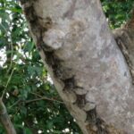 Animal Sightseeing Boat Tour in Palo Verde National Park - Why This Tour Offers Excellent Value