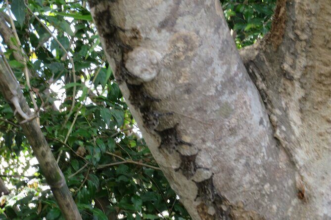 Animal Sightseeing Boat Tour in Palo Verde National Park - Why This Tour Offers Excellent Value