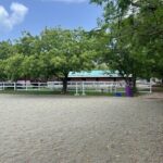 Antigua Horse Ride and Swim - An In-Depth Look at the Antigua Horse Ride and Swim