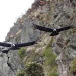 Antisana and Condors Watching Day Trip - Why This Tour Offers Great Value