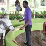 Appleton Estate Rum Factory And YS Falls Inclusive Tours From Montego Bay - Who Is This Tour Best For?