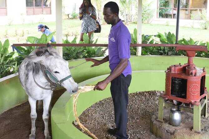 Appleton Estate Rum Factory And YS Falls Inclusive Tours From Montego Bay - Who Is This Tour Best For?