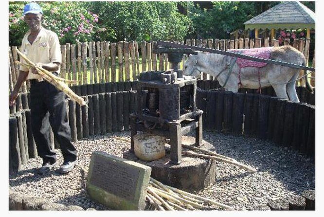 Appleton Estate Rum Private Tour - What to Expect from the Itinerary