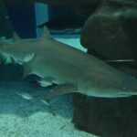 Aqua Rio + Olympic Boulevard Tour - Rio de Janeiro by Pepe Rio Tours - Who Is This Tour Best For?