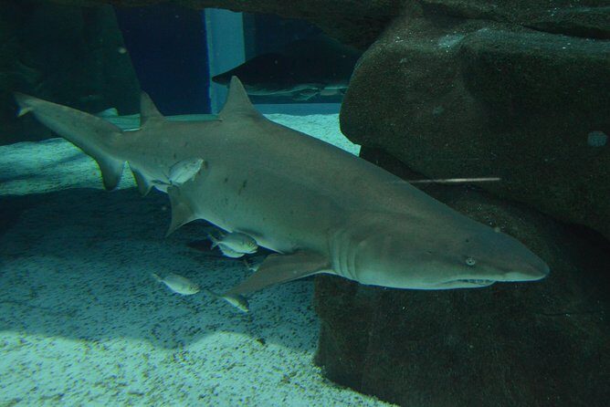 Aqua Rio + Olympic Boulevard Tour - Rio de Janeiro by Pepe Rio Tours - Who Is This Tour Best For?