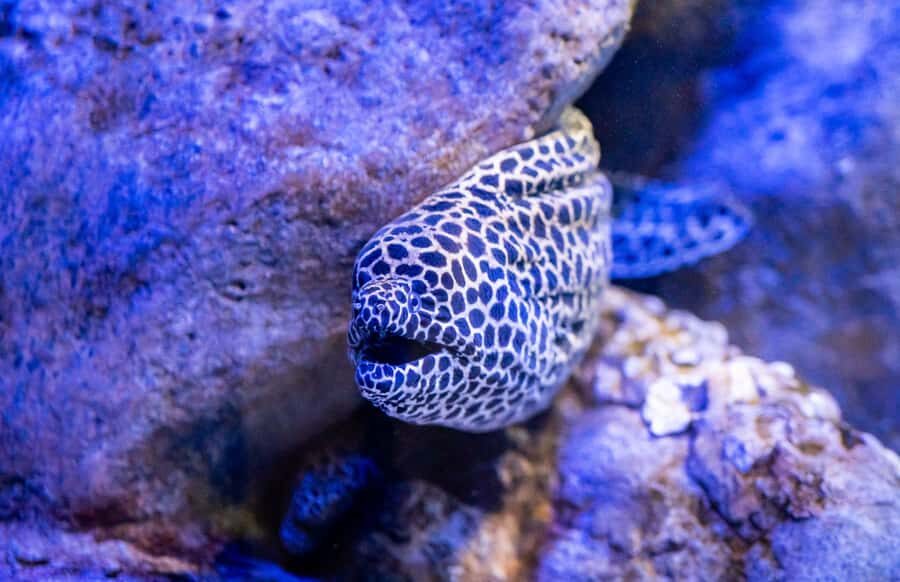 AquaRio and Olympic Boulevard Small Group Tour - A Detailed Look at the Tour Experience